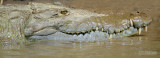 Spitssnuit krokodil - American crocodile - Crocodylus acutus