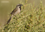 Zwartkeelgors - Black-throated Sparrow - Amphispiza bilineata opuntia