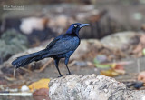 Langstaarttroepiaal - Great-tailed Grackle - Quiscalus mexicanus - peruvianus