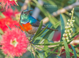 Grote Kraaghoningzuiger - Greater Double-collared Sunbird - Cinnyris afer