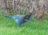 Stellers Gaai - Stellers Jay - Cyanocitta stelleri