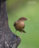 Grays lijster - Clay-colored Thrush - Turdus grayi 