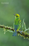 Smaragdtangare - Emerald Tanager - Tangara florida 