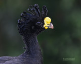 Bruine Hokko - Great Curassow - Crax rubra