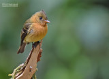 Bruine tiran - Tufted Flycatcher - Mitrephanes phaeocercus aurantiiventris