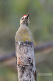 Hoffmanns specht - Hoffmanns Woodpecker - Melanerpes hoffmannii