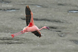 Kleine Flamingo - Lesser Flamingo - Phoenicopterus minor