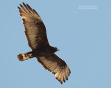 Bandstaartbuizerd - Zone-tailed Hawk - Buteo albonotatus