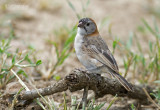 Schubkopwever - Speckle-fronted Weaver - Sporopipes frontalis