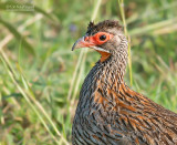 Grijshalsfrankolijn - Grey-breasterd spurfowl - Pternistis rufopictus