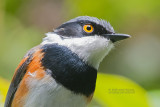 Bruinflank-vliegenvanger - Cape Batis - Batis capensis