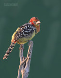 Vuurkopbaardvogel - Red-and-Yellow Barbet - Trachyphonus erythrocephalus