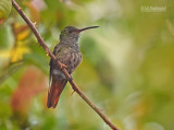 Roodstaartkolibrie - Roufous-tailed Hummingbird - Amazilia tzacatl