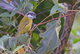 Witwenkbrauwtangara - Sooty-capped bush tanager - Chlorospingus pileatus