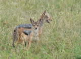 Zadeljakhals - Black-backed jackal - Canis mesomelas