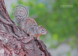 Rotsgrondeekhoorn - Rock squirrel - Otospermophilus variegatus