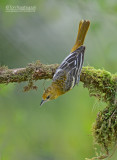 Baltimoretroepiaal - Baltimore Oriole - Icterus galbula