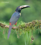 Halsbandarassari - Collared Aracari - Pteroglossus torquatus