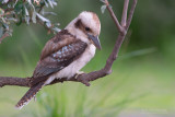 Kookaburra - Laughing Kookaburra - Dacelo novaeguineae