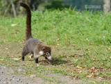 Witsnuitneusbeer - White-nosed Coati - Nasua narica
