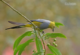 Langstaartzijdevliegenvanger  - Long-tailed Silky-flycatcher - Ptiliogonys caudatus 