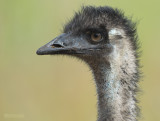 Emoe - Emu - Dromaius novaehollandiae