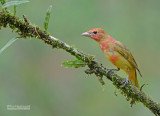 Zomertangare - Summer Tanager - Piranga rubra