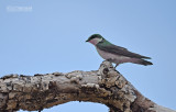 Mangrovezwaluw - Mangrove Swallow - Tachycineta albilinea