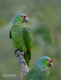 Geelwangamazone Papegaai - Red-lored Parrot - Amazona autumnalis salvini