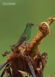 Koperkopsmaragdkolibrie  - Coppery-headed Emerald - Elvira cupreiceps