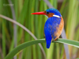 Malechiet ijsvogel - Malachite kingfisher - Alcedo cristata