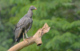 Koningsgier - King Vulture - Sarcroramphus papa