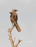 Taborababbelaar - Black-lored Babbler - Turdoides sharpei