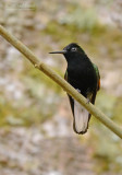 Zwartbuikkolibrie - Black-bellied Hummingbird - Eupherusa nigriventris