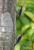 Zwartwangspecht - Black-cheeked Woodpecker - Melanerpes pucherani