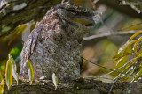  Reuzenuilnachtzwaluw - Papuan Frogmouth - Podargus papuensis