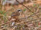 Roeststaartgors - Stripe-headed Sparrow - Peucaea ruficauda