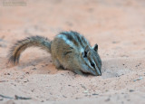 Uinta Chipmunk - Uinta Chipmunk - Tamias umbrinus