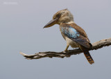 Blauwvleugelkookaburra - Blue-winged Kookaburra - Dacelo leachii