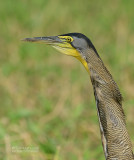 Mexicaanse tijgerroerdomp - Bare-throated Tiger-Heron - Tigrisoma mexicanum