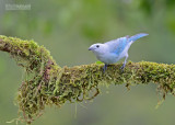 Bisschopstangare - Blue-grey Tanager - Thraupis episcopus