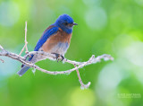 Blauwkeelsialia - Western Bluebird - Sialia mexicana bairdi