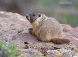 Geelbuikmarmot - Yellow-bellied marmot - Marmota flaviventris