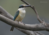 Heilige Ijsvogel - Sacred Kingfisher - Todiramphus sanctus