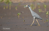 Geelkruinkwak - Yellow-crowned Night-Heron - Nyctanassa violacea 