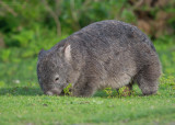 wombat - common wombat  - Vombatus ursinus