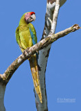 Buffon-ara - Great Green Macaw - Ara ambiguus