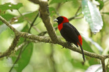 Vuurkraagtangare - Crimson-colored Tanager - Ramphocelus sanguinolentus