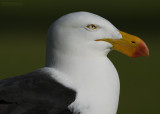 Diksnavelmeeuw - Pacific Gull - Larus pacificus