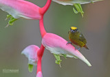 Olijfrugorganist - Olive-backed Euphonia - Euphonia gouldi